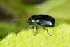 Cryptocephalus sp.